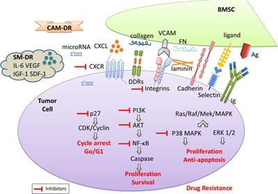 CAM-DR: Mechanisms, Roles and Clinical Application in Tumors